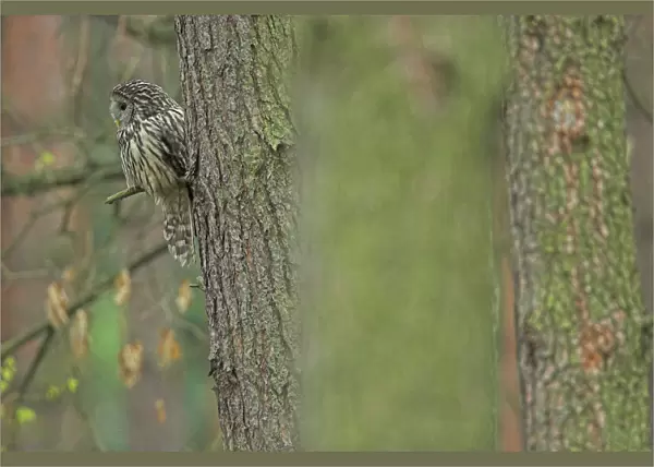 Ural Owl in tree during daytima, Strix uralensis