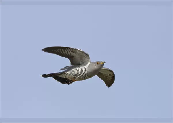 Common Cuckoo in flight, Cuculus canorus, Netherlands