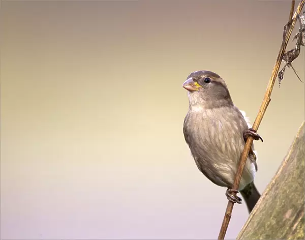 House Sparrow female, Passer domesticus