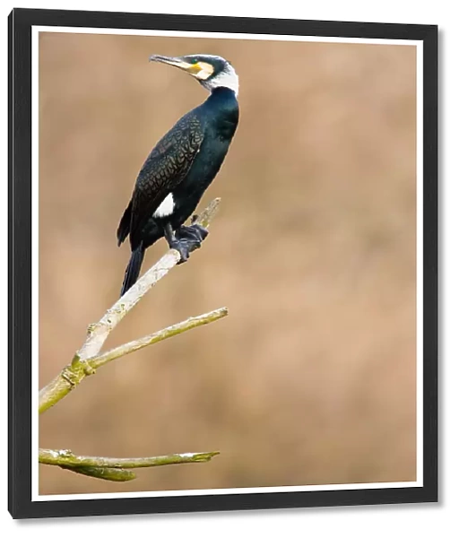Adult Great Cormorant perched on branch, Phalacrocorax carbo