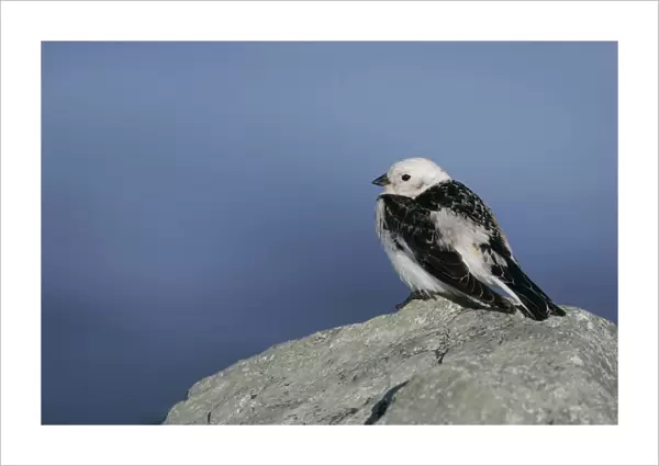 Snow Bunting male perched on rock, Plectrophenax nivalis