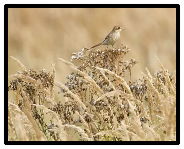 Red-backed Shrike perched on plant, Lanius collurio, Netherlands