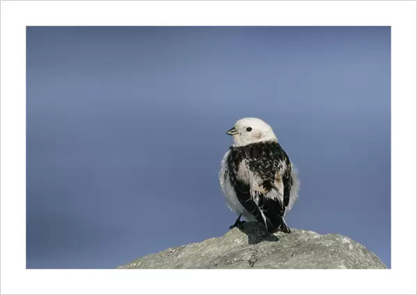 Snow Bunting male perched on rock, Plectrophenax nivalis