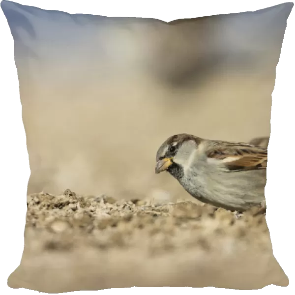 House Sparrow, Passer domesticus ssp balearoibericus, adult male, Spain, Passer domesticus