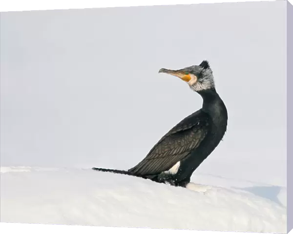Great Cormorant in snow, Phalacrocorax carbo