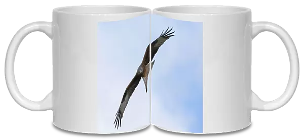 Red Kite in flight, Milvus milvus