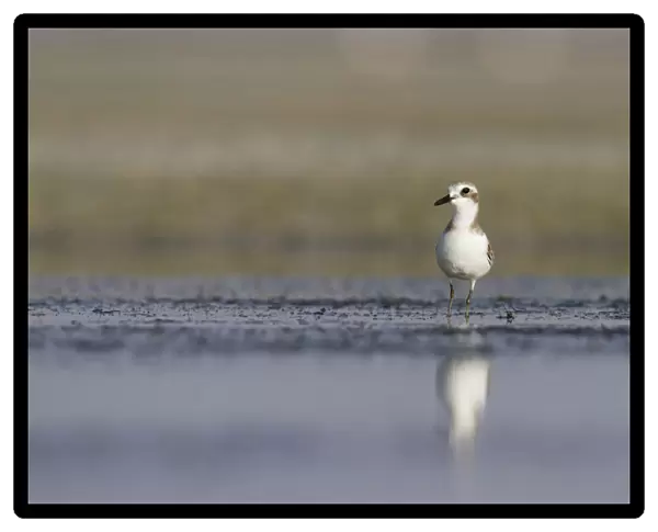 Charadrius leschenaultii, Greater Sand-Plover, Oman