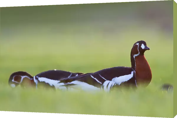 Red-breasted Goose in meadow, Branta ruficollis