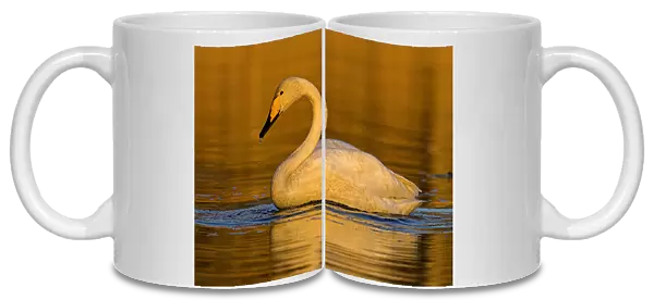 Whooper Swan swimming, Cygnus cygnus