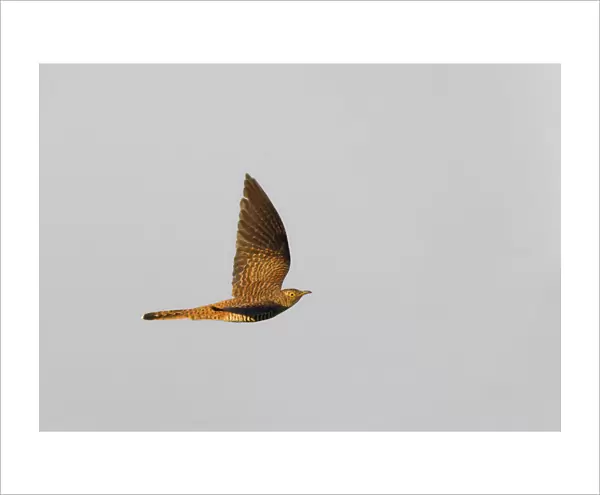 Flying Common Cuckoo, female brown phase, Cuculus canorus, Netherlands
