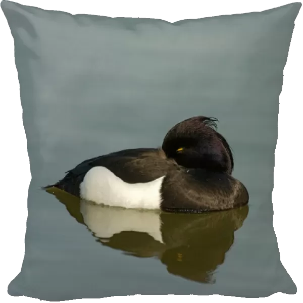 Aythya fuligula, Tufted Duck
