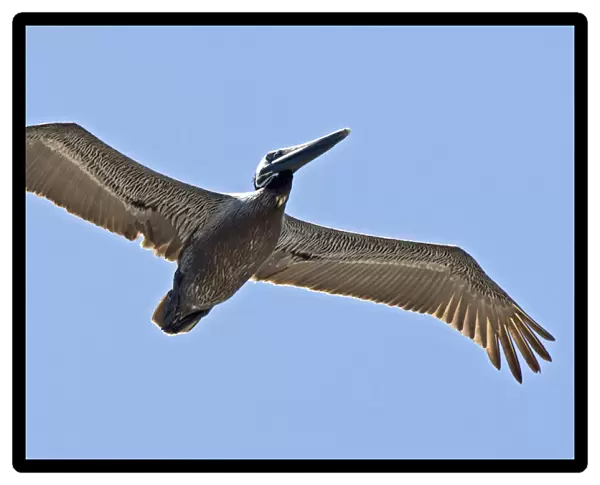 Brown Pelican in flight, Pelecanus occidentalis