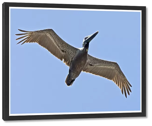 Brown Pelican in flight, Pelecanus occidentalis