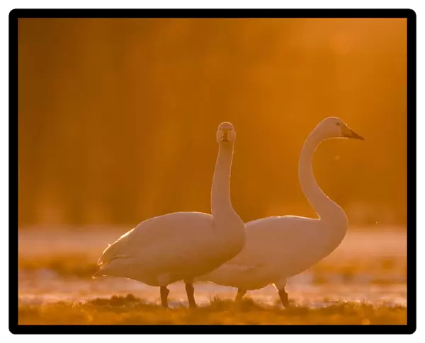 Whooper Swan in winter, Cygnus cygnus