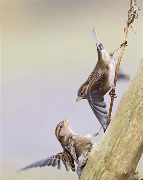 House Sparrows fighting, Passer domesticus