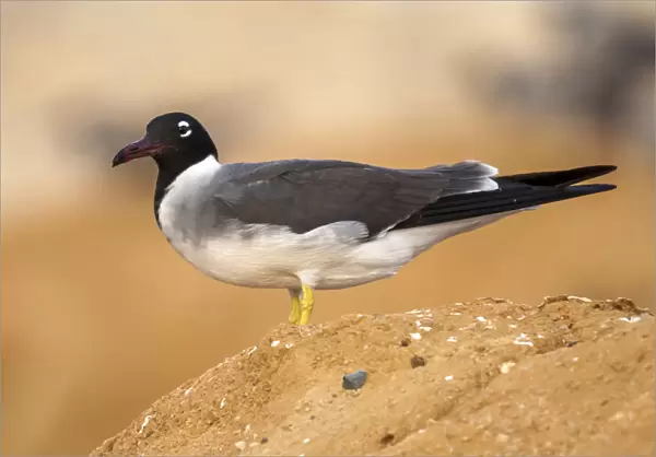 Adult White-eyed Gull near Hurgadah dump, Egypt, Ichthyaetus leucophthalmus