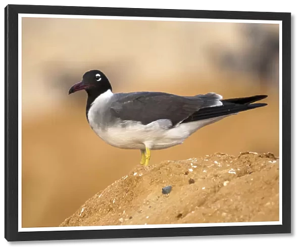 Adult White-eyed Gull near Hurgadah dump, Egypt, Ichthyaetus leucophthalmus
