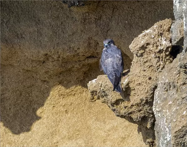 Intermediate morph female Eleonora's Falcon perched on Sal'® cliffs near Raba, Morocco, Falco eleonorae