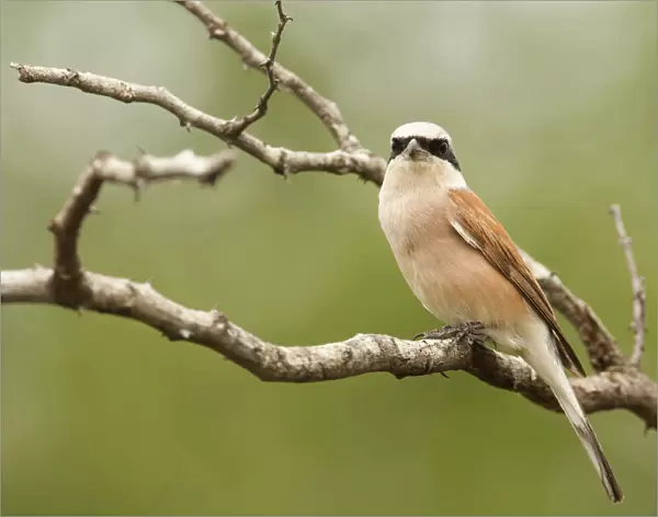 Male Red-backed Shrike on a branch, Lanius collurio, South Africa