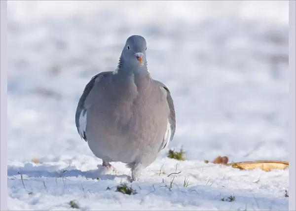 Common Wood Pigeon in snow, Columba palumbus, Netherlands