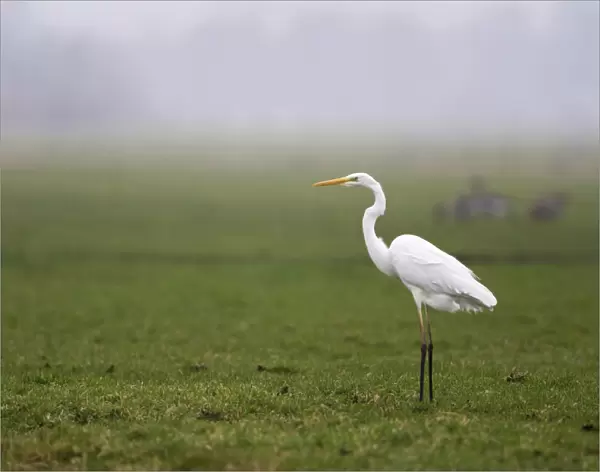 Great Egret at grassland Netherlands, Ardea alba