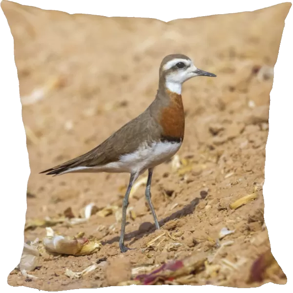 Caspian Plover, Charadrius asiaticus, 3 birds together are in the same field 1 male 2 females near Yotvata in Southern
