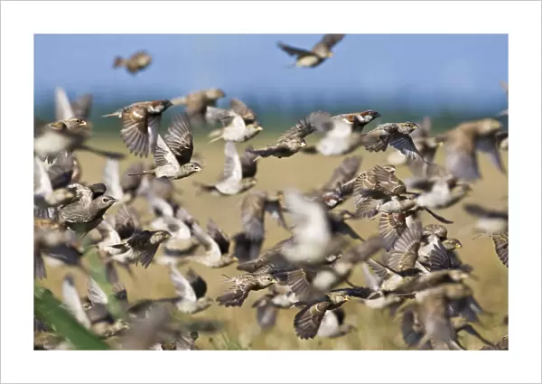 House Sparrow flock in flight, Passer domesticus, Netherlands