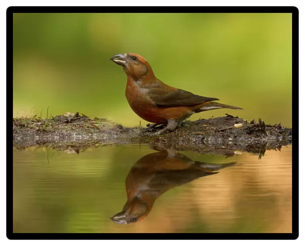 Red Crossbill mirror on the water, Loxia curvirostra, Netherlands