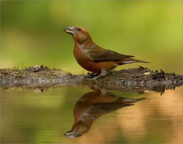 Red Crossbill mirror on the water, Loxia curvirostra, Netherlands