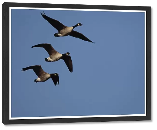 Greater Canada Goose three birds in flight Netherlands, Branta canadensis, Netherlands