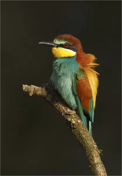 European Bee-eater sitting on pearch with dark background, Merops apiaster, France
