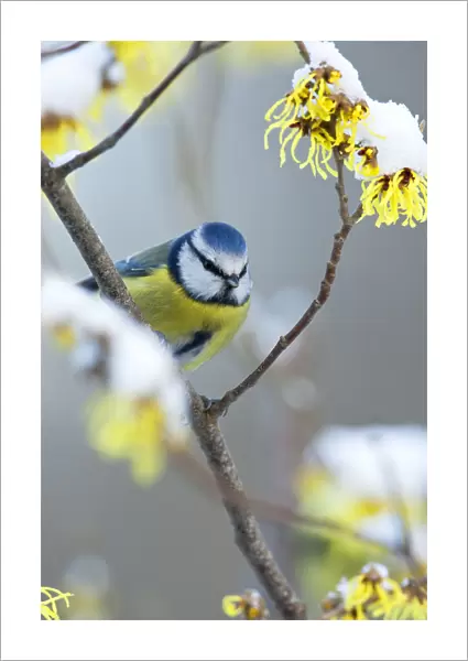 Blue Tit sitting on branch with yellow, flowers and snow, Netherlands