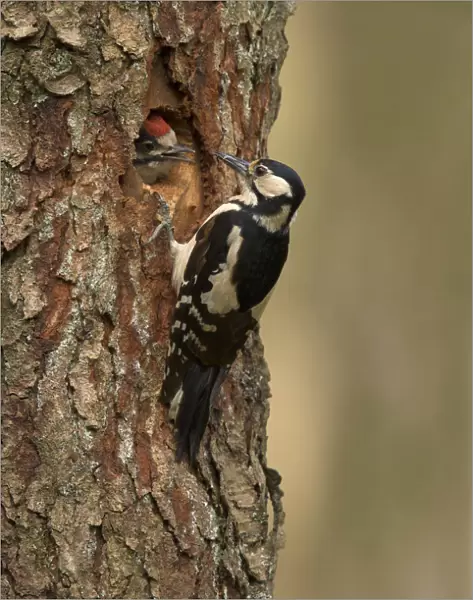 great spotted Woodpeckerfemale is feeding the juvenile in nest, Netherlands