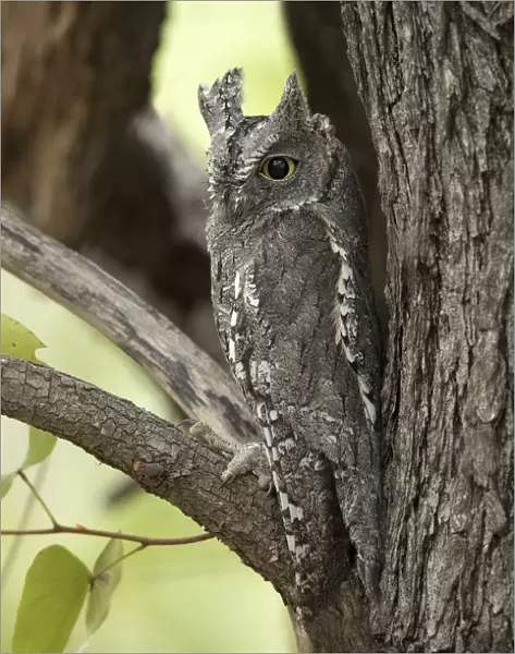 African Scops-Owl, South Africa