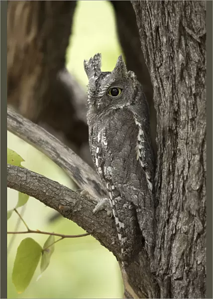 African Scops-Owl, South Africa