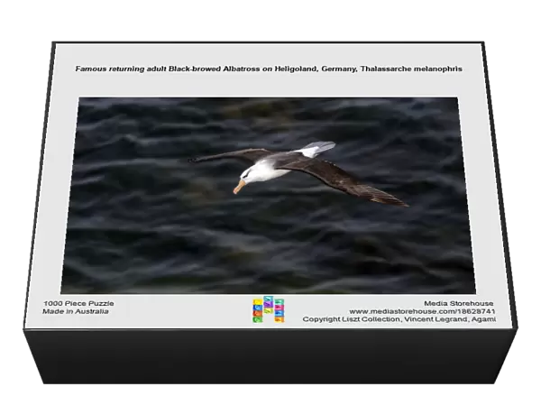 Famous returning adult Black-browed Albatross on Heligoland, Germany, Thalassarche melanophris