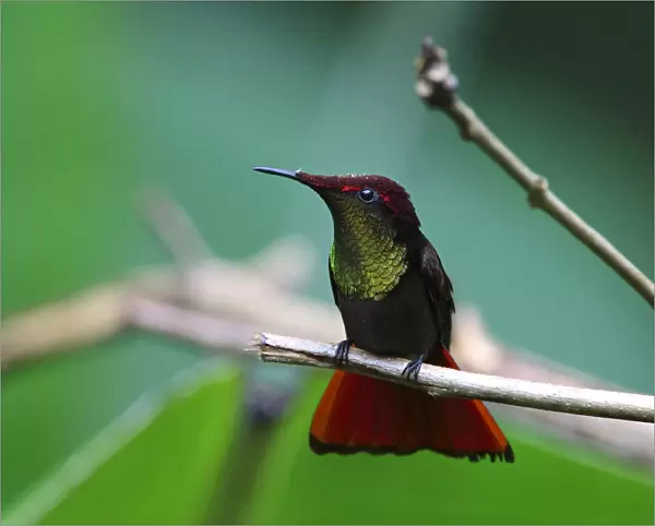 Ruby topaz Hummingbird perched on branch Tobago