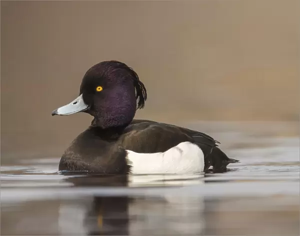 Tufted duck, Netherlands