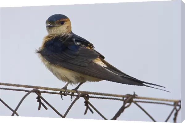 Red-rumped Swallow on fence Lesvos Greece, Cecropis daurica, Greece