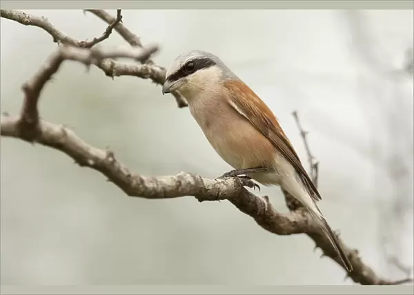 Male Red-backed Shrike on a branch, Lanius collurio, South Africa