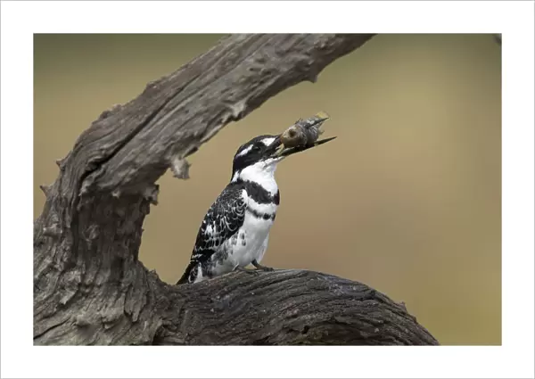 Pied Kingfisher with catched fish, Ceryle rudis, South Africa