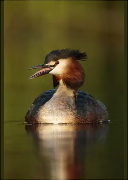 Great crested Grebe calling for female, Netherlands