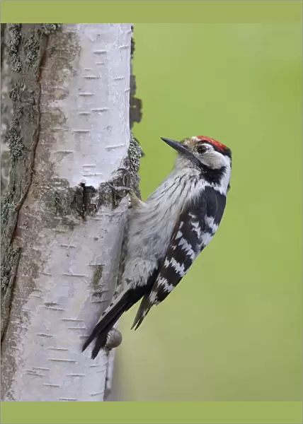Lesser Spotted Woodpecker, Dendrocopos minor, Dryobates minor