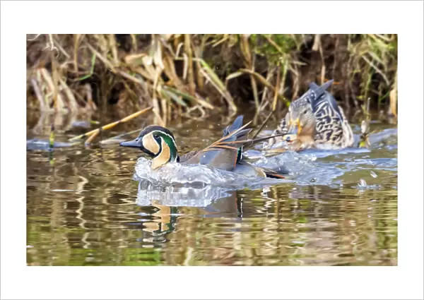 Male Baikal Teal swimming in a canal near Almelo, Overijssel, Netherlands February 2010, Sibirionetta formosa