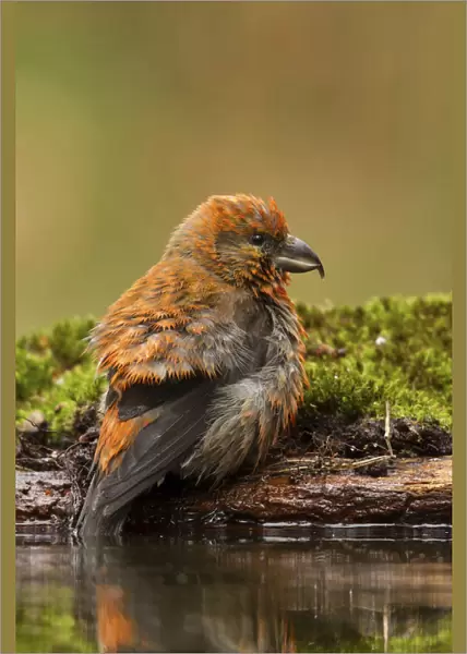 Red Crossbill sittin gat the water, Loxia curvirostra, Netherlands