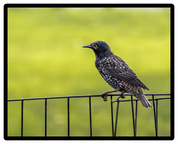 Adult moulthing Common Starling in Central Park, New York, USA August 2016, Sturnus vulgaris