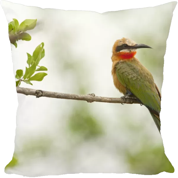 White-fronted Bee-eater, Merops bullockoides, South Africa