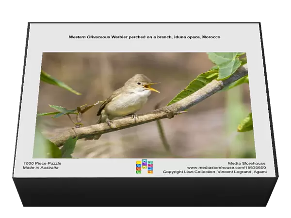 Western Olivaceous Warbler perched on a branch, Iduna opaca, Morocco