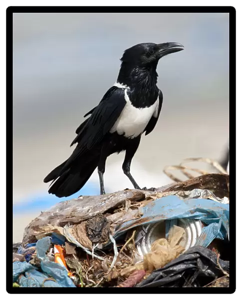 Pied Crow on garbage, Corvus albus, The Gambia