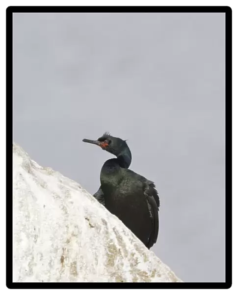 Pelagic Cormorant adult on rock California USA, Phalacrocorax pelagicus